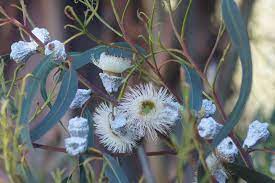 16 Medicinal Health Benefits Of Eucalyptus globulus (Tasmanian blue gum)