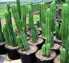 16 Medicinal Health Benefits Of Echinopsis pachanoi (San Pedro cactus)