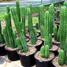 16 Medicinal Health Benefits Of Echinopsis pachanoi (San Pedro cactus)