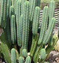 16 Medicinal Health Benefits Of Echinopsis peruviana (Peruvian Torch Cactus)