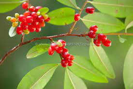 16 Medicinal Health Benefits Of Erythroxylum coca (Coca)