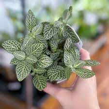 15 Medicinal Health Benefits Of Fittonia albivenis (Nerve Plant)