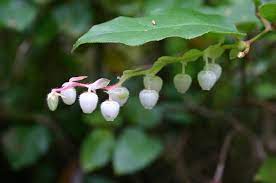 18 Medicinal Health Benefits Of Gaultheria insipida (False wintergreen)
