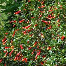 16 Medicinal Health Benefits Of Desfontainia