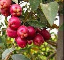 16 Medicinal Health Benefits Of Eugenia calycina (Brush Cherry)