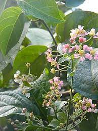 10 Medicinal Health Benefits Of Banisteriopsis caapi (Ayahuasca)