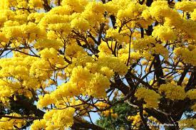 18 Medicinal Health Benefits Of Handroanthus serratifolius (Yellow Lapacho)
