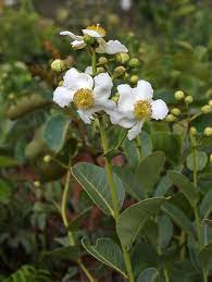 18 Medicinal Health Benefits Of Kielmeyera variabilis (Sandalwood)