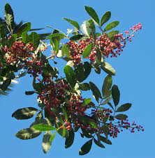 18 Medicinal Health Benefits Of Lithraea molleoides (Terebinth)