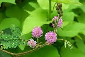 18 Medicinal Health Benefits Of Mimosa somnians (Dormideira)