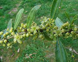 18 Medicinal Health Benefits Of Maytenus aquifolia (Toothed Mayten)