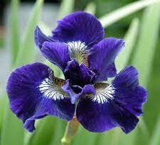 Iris scariosa