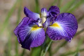 18 Medicinal Health Benefits Of Iris japonica (Japanese iris)