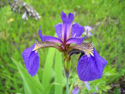Iris halophila (Salt-loving iris)