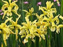 18 Medicinal Health Benefits Of Iris halophila (Salt-loving iris) Iris halophila (Salt-loving iris)