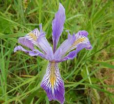 18 Medicinal Health Benefits Of Iris halophila (Salt-loving iris) 18 Medicinal Health Benefits Of Iris halophila (Salt-loving iris)