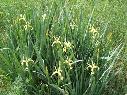18 Medicinal Health Benefits Of Iris halophila (Salt-loving iris) Iris halophila (Salt-loving iris)