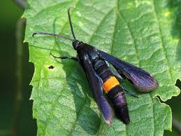 Peach Tree Borer: Description, Damages Caused, Control and Preventive Measures