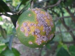 Citrus Canker: Description, Damages Caused, Control and Preventive Measures