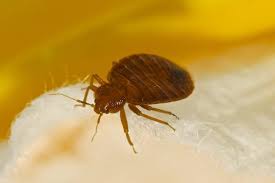 Mites: Description, Damages Caused, Control and Preventive Measures Mites: Description, Damages Caused, Control and Preventive Measures
