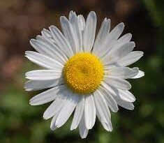 Medicinal Health Benefits Of Daisy (Bellis perennis)