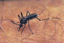 Mosquitoes: Description, Damages Caused, Control and Preventive Measures Mosquitoes: Description, Damages Caused, Control and Preventive Measures