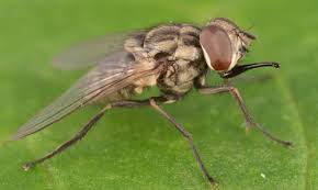 Flies: Description, Damages Caused, Control and Preventive Measures