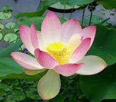 19 Medicinal Health Benefits Of Lotus (Nelumbo nucifera)