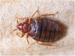 Bedbugs: Description, Damages Caused, Control and Preventive Measures