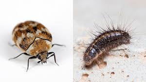 Carpet Beetles: Description, Damages Caused, Control and Preventive Measures Carpet Beetles: Description, Damages Caused, Control and Preventive Measures