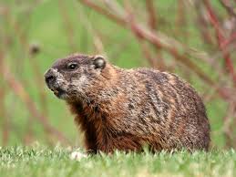 Groundhogs (woodchucks): Description, Damages Caused, Control and Preventive Measures