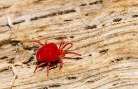 Chiggers: Description, Damages Caused, Control and Preventive Measures