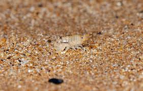 Sand Fleas: Description, Damages Caused, Control and Preventive Measures Sand Fleas: Description, Damages Caused, Control and Preventive Measures