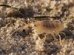 Sand Fleas: Description, Damages Caused, Control and Preventive Measures Sand Fleas: Description, Damages Caused, Control and Preventive Measures