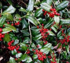16 Medicinal Health Benefits of Ilex chinensis (Oriental Holly)