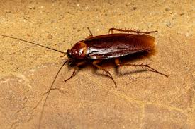 Cockroaches: Description, Damages Caused, Control and Preventive Measures Cockroaches: Description, Damages Caused, Control and Preventive Measures