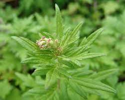 15 Medicinal Health Benefits of Artemisia vulgaris (Mugwort)