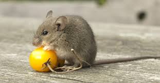 Rodents: Description, Damages Caused, Control and Preventive Measures