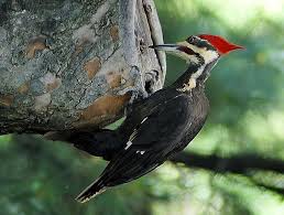 Woodpeckers: Description, Damages Caused, Control and Preventive Measures Woodpeckers: Description, Damages Caused, Control and Preventive Measures