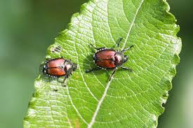 Japanese Beetles: Description, Damages Caused, Control and Preventive Measures Japanese Beetles: Description, Damages Caused, Control and Preventive Measures