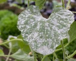 Powdery Mildew: Description, Damages Caused, Control and Preventive Measures