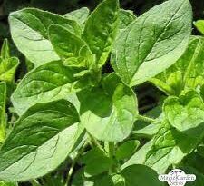 15 Medicinal Health Benefits Of Oregano (Origanum vulgare)