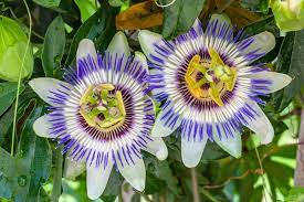 8 Medicinal Health Benefits Of Passionflower (Passiflora)