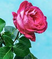 18 Medicinal Health Benefits Of Rose (Rosa sp.)
