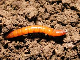 Wireworms: Description, Damages Caused, Control and Preventive Measures