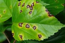 Leaf Spot Diseases: Description, Damages Caused, Control and Preventive Measures