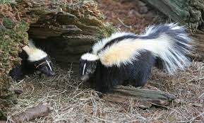 Skunks: Description, Damages Caused, Control and Preventive Measures