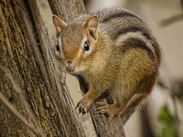 Chipmunks: Description, Damages Caused, Control and Preventive Measures Chipmunks: Description, Damages Caused, Control and Preventive Measures