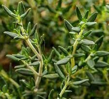 12 Medicinal Health Benefits Of Thyme (Thymus vulgaris)