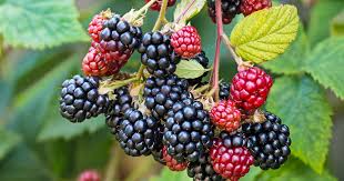 Blackberries: History, Nutrition, Health Benefits and Growing Guide